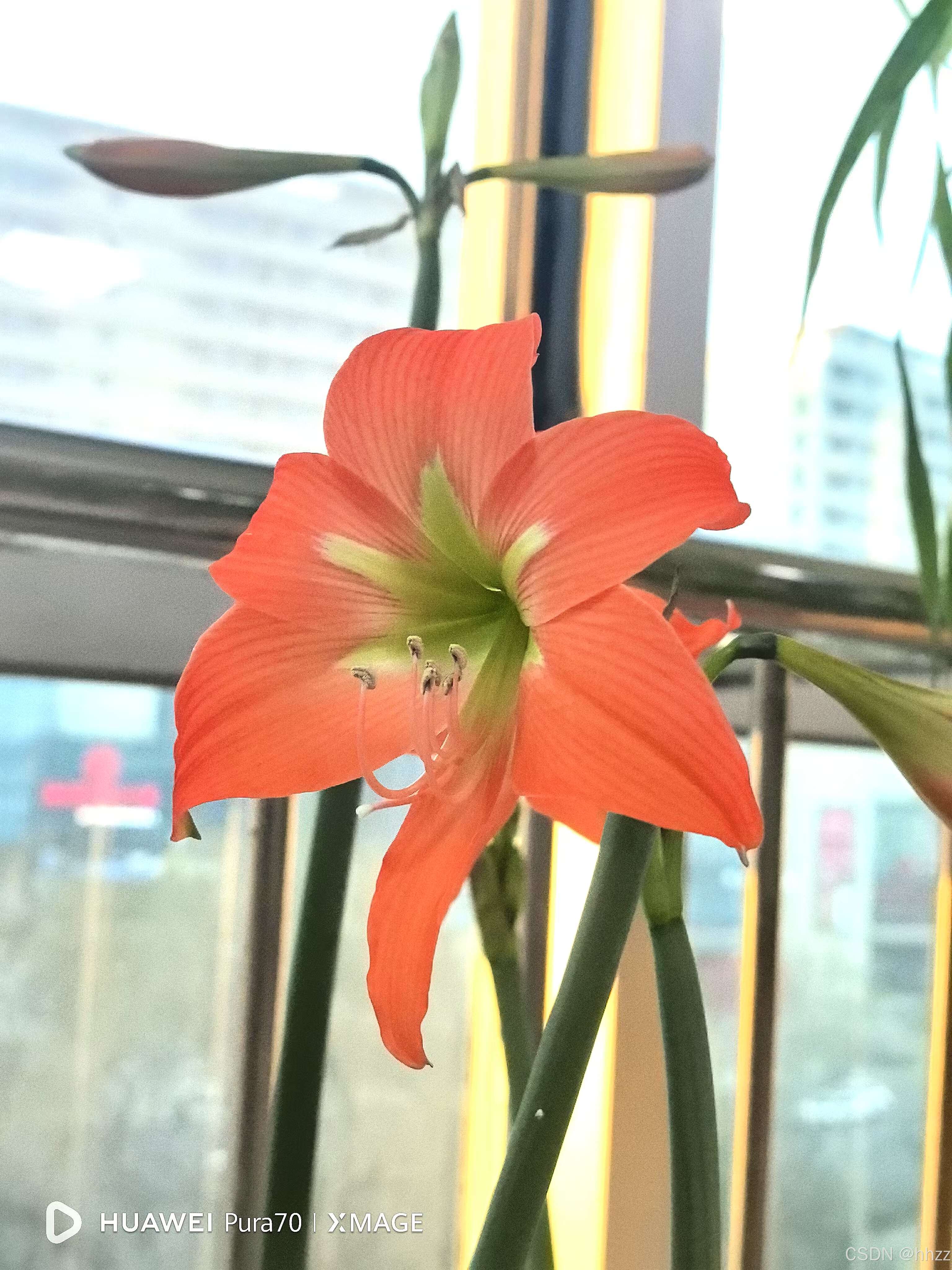 办公室的花开了，快来看！！！